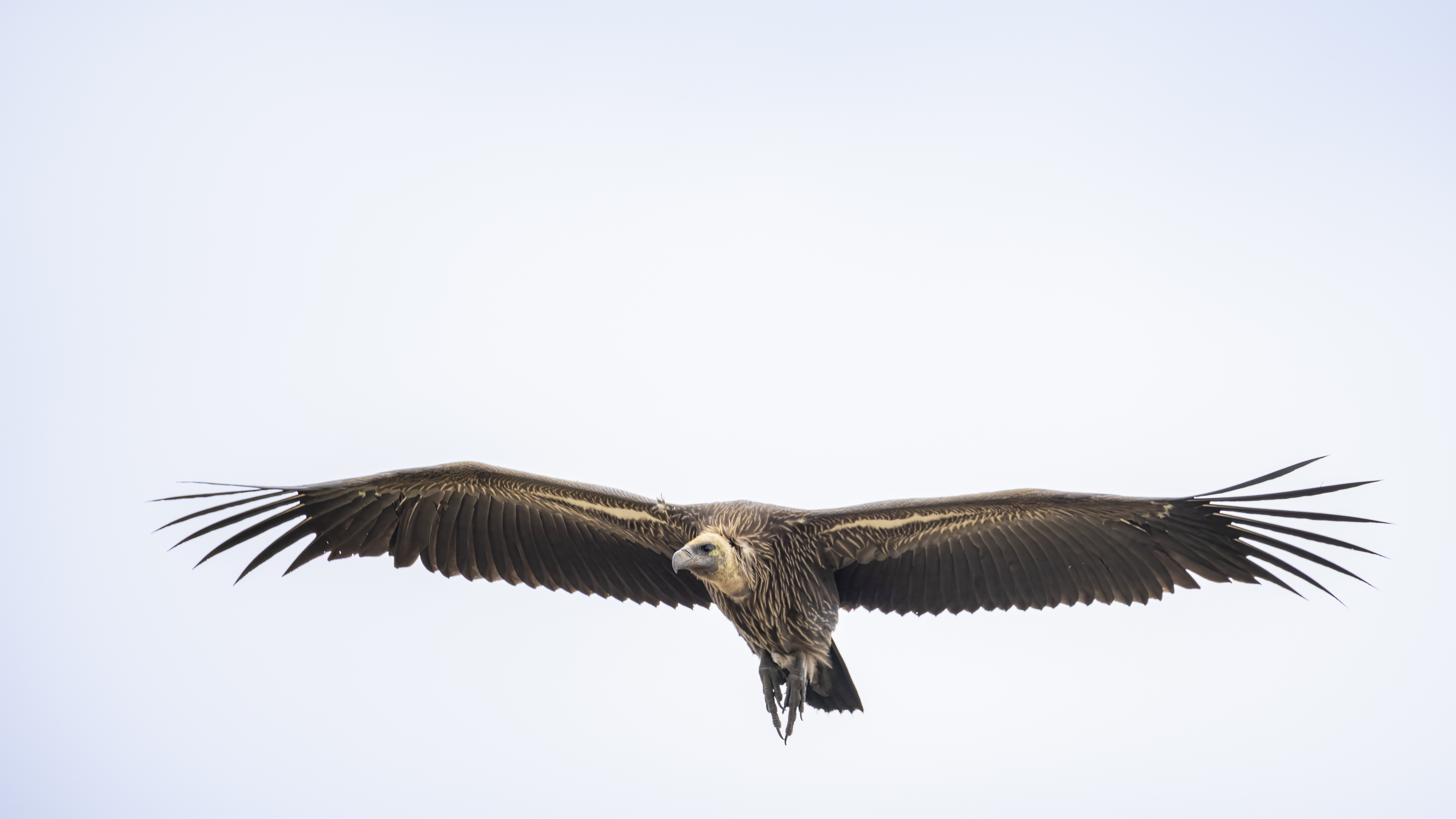 November 12, 2022-123147-3-Edit-2.jpg